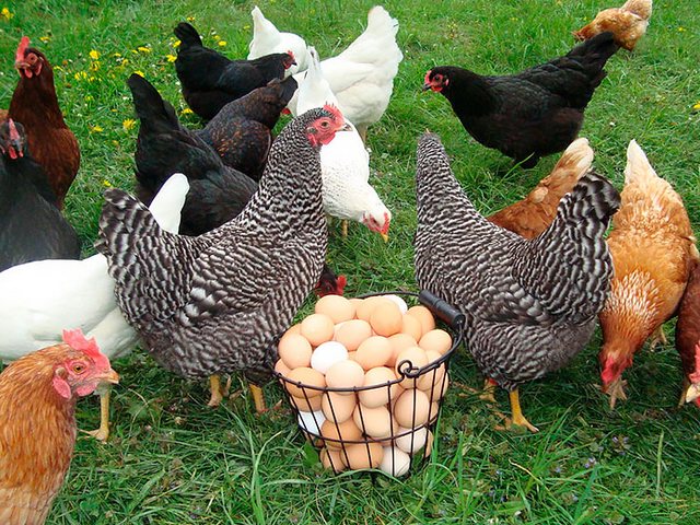 Содержание кур и уход за ними | ЗооТом - продажа, вязка и услуги для животных в Омске