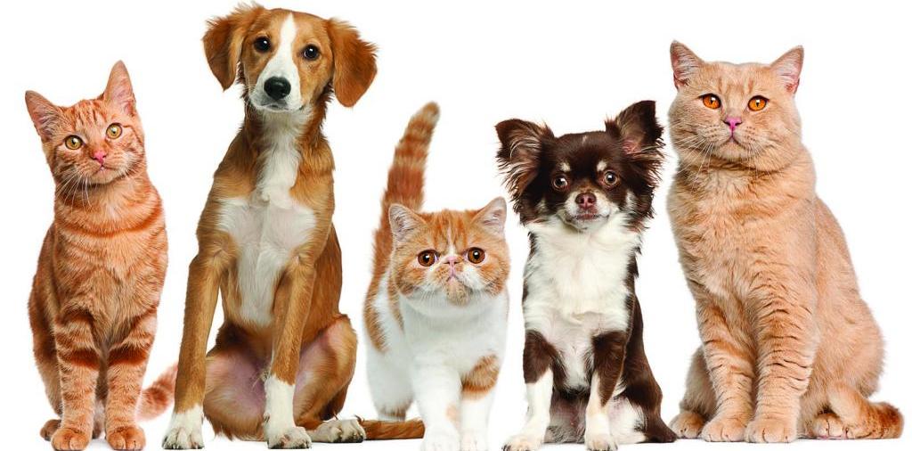 Доска объявлений о животных | ЗооТом - продажа, вязка и услуги для животных в Омске