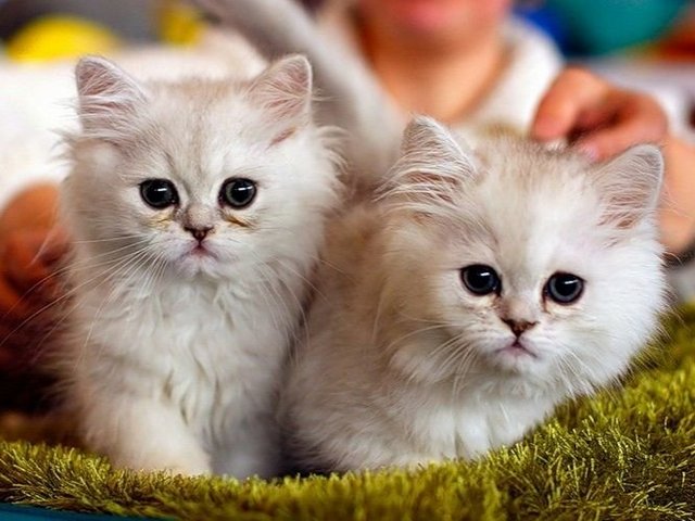 Породы кошек в Омске | ЗооТом портал о животных