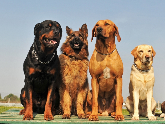 Крупные породы собак в Омске | ЗооТом портал о животных